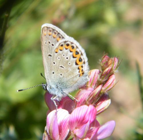 Réf. 309 153 : Plebejus idas